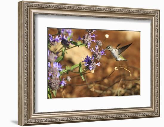 Anna's Hummingbird, Santa Cruz, California, USA-Tom Norring-Framed Photographic Print