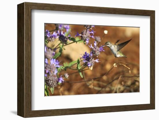 Anna's Hummingbird, Santa Cruz, California, USA-Tom Norring-Framed Photographic Print