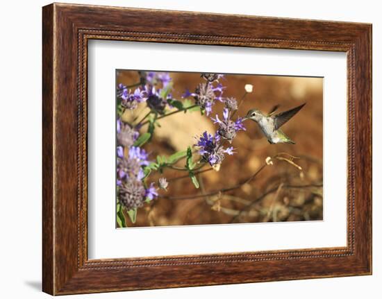 Anna's Hummingbird, Santa Cruz, California, USA-Tom Norring-Framed Photographic Print