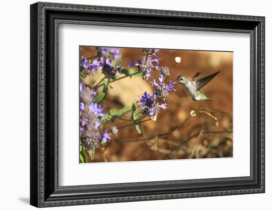 Anna's Hummingbird, Santa Cruz, California, USA-Tom Norring-Framed Photographic Print