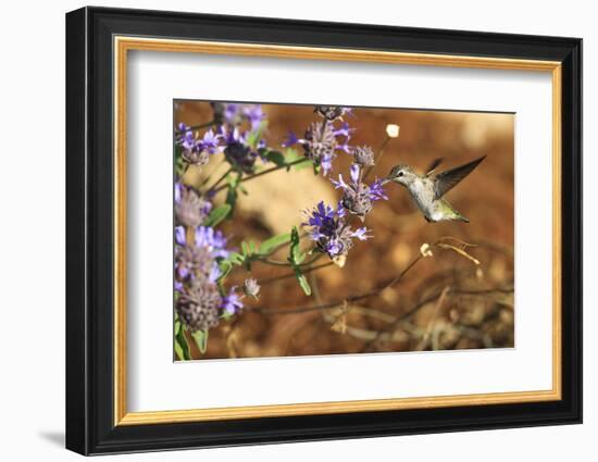 Anna's Hummingbird, Santa Cruz, California, USA-Tom Norring-Framed Photographic Print