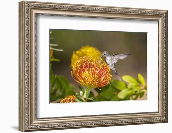 Anna's Hummingbird, Santa Cruz, California, USA-Tom Norring-Framed Photographic Print