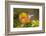 Anna's Hummingbird, Santa Cruz, California, USA-Tom Norring-Framed Photographic Print