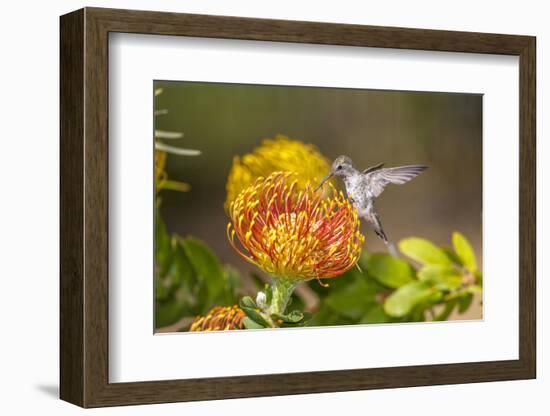 Anna's Hummingbird, Santa Cruz, California, USA-Tom Norring-Framed Photographic Print