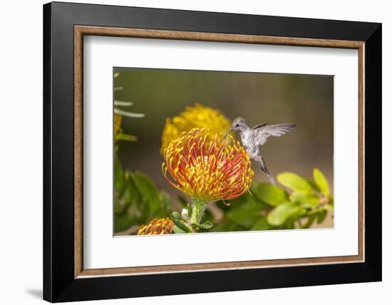 Anna's Hummingbird, Santa Cruz, California, USA-Tom Norring-Framed Photographic Print