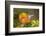 Anna's Hummingbird, Santa Cruz, California, USA-Tom Norring-Framed Photographic Print