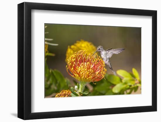 Anna's Hummingbird, Santa Cruz, California, USA-Tom Norring-Framed Photographic Print