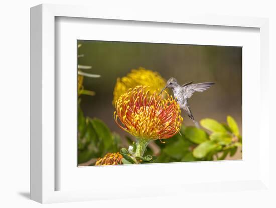 Anna's Hummingbird, Santa Cruz, California, USA-Tom Norring-Framed Photographic Print