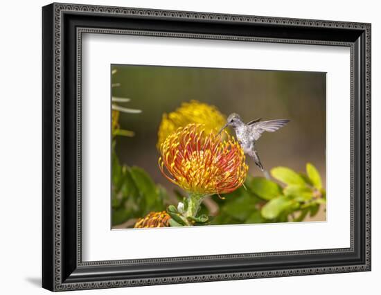 Anna's Hummingbird, Santa Cruz, California, USA-Tom Norring-Framed Photographic Print