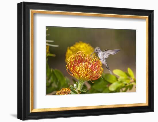 Anna's Hummingbird, Santa Cruz, California, USA-Tom Norring-Framed Photographic Print