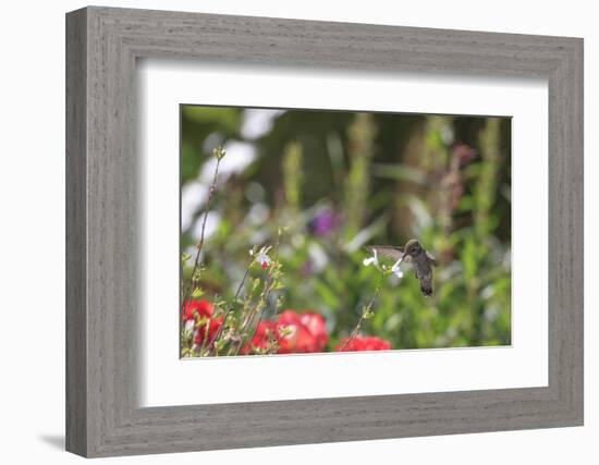 Anna's Hummingbird, Santa Cruz, California, USA-Tom Norring-Framed Photographic Print