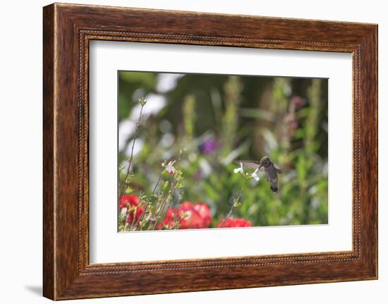 Anna's Hummingbird, Santa Cruz, California, USA-Tom Norring-Framed Photographic Print