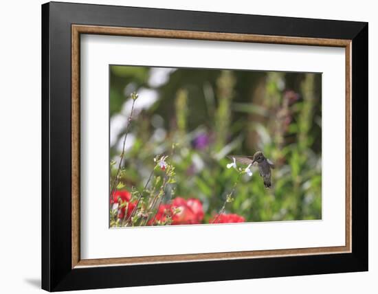 Anna's Hummingbird, Santa Cruz, California, USA-Tom Norring-Framed Photographic Print