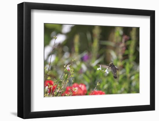 Anna's Hummingbird, Santa Cruz, California, USA-Tom Norring-Framed Photographic Print