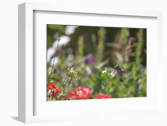 Anna's Hummingbird, Santa Cruz, California, USA-Tom Norring-Framed Photographic Print