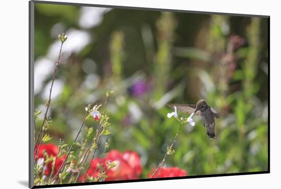 Anna's Hummingbird, Santa Cruz, California, USA-Tom Norring-Mounted Photographic Print