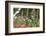 Anna's Hummingbird, Santa Cruz, California, USA-Tom Norring-Framed Photographic Print