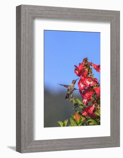 Anna's Hummingbird, Santa Cruz, California, USA-Tom Norring-Framed Photographic Print