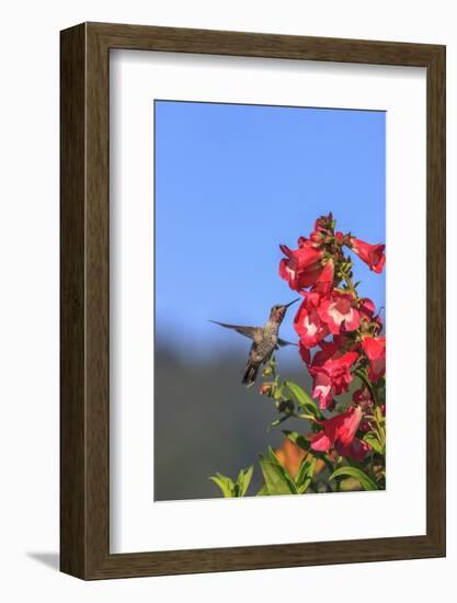 Anna's Hummingbird, Santa Cruz, California, USA-Tom Norring-Framed Photographic Print