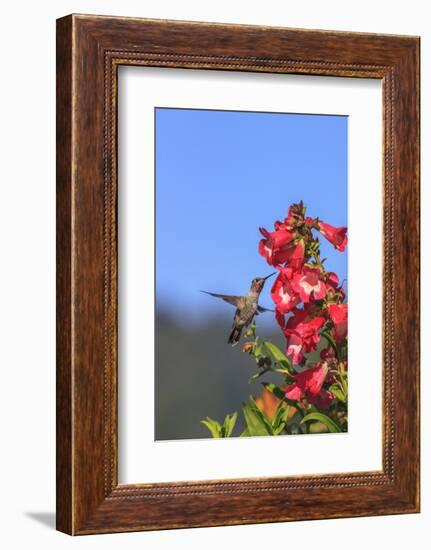 Anna's Hummingbird, Santa Cruz, California, USA-Tom Norring-Framed Photographic Print