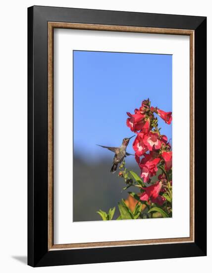 Anna's Hummingbird, Santa Cruz, California, USA-Tom Norring-Framed Photographic Print