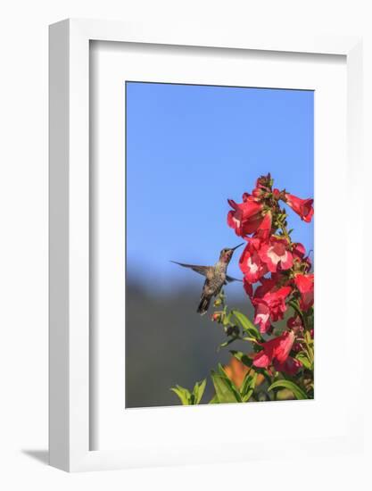 Anna's Hummingbird, Santa Cruz, California, USA-Tom Norring-Framed Photographic Print