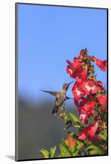 Anna's Hummingbird, Santa Cruz, California, USA-Tom Norring-Mounted Photographic Print