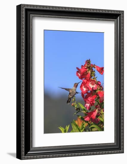 Anna's Hummingbird, Santa Cruz, California, USA-Tom Norring-Framed Photographic Print