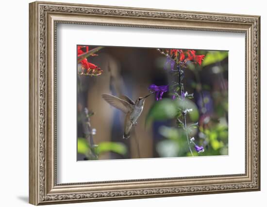 Anna's Hummingbird, Santa Cruz, California, USA-Tom Norring-Framed Photographic Print