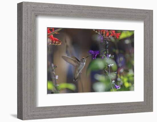 Anna's Hummingbird, Santa Cruz, California, USA-Tom Norring-Framed Photographic Print