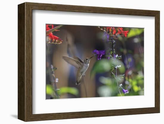 Anna's Hummingbird, Santa Cruz, California, USA-Tom Norring-Framed Photographic Print