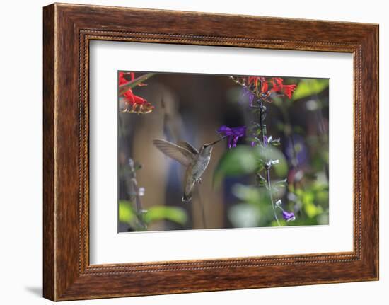 Anna's Hummingbird, Santa Cruz, California, USA-Tom Norring-Framed Photographic Print