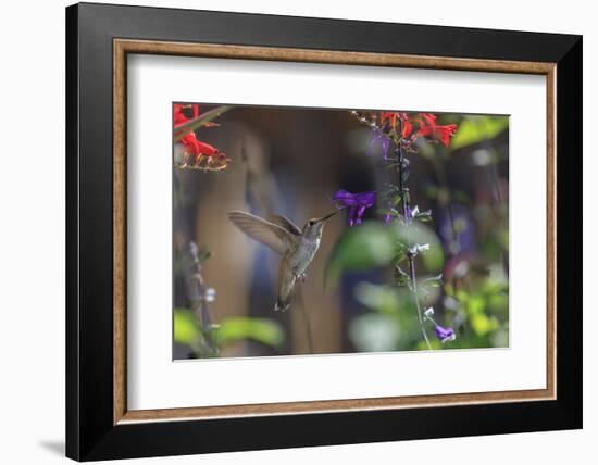 Anna's Hummingbird, Santa Cruz, California, USA-Tom Norring-Framed Photographic Print