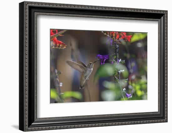 Anna's Hummingbird, Santa Cruz, California, USA-Tom Norring-Framed Photographic Print