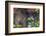 Anna's Hummingbird, Santa Cruz, California, USA-Tom Norring-Framed Photographic Print