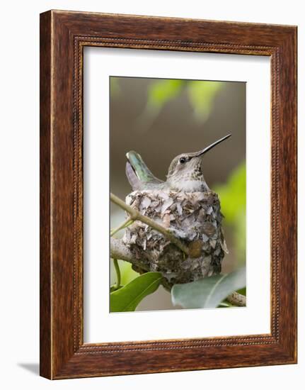 Anna's Hummingbird Sits on Eggs in Her Nest-Hal Beral-Framed Photographic Print