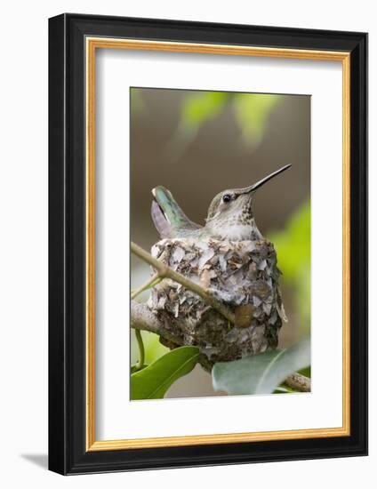 Anna's Hummingbird Sits on Eggs in Her Nest-Hal Beral-Framed Photographic Print