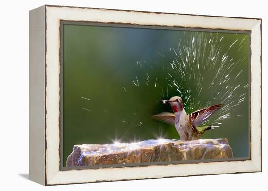 Anna's Hummingbird Taking a Shower, Santa Cruz, California, USA-Tom Norring-Framed Premier Image Canvas