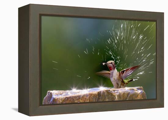 Anna's Hummingbird Taking a Shower, Santa Cruz, California, USA-Tom Norring-Framed Premier Image Canvas