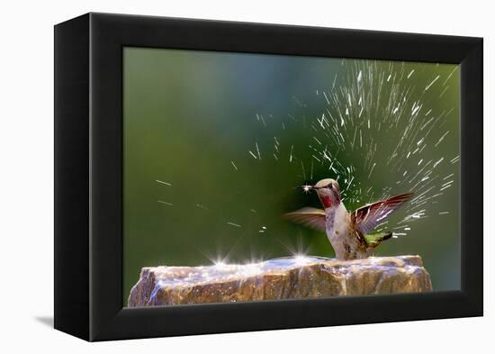 Anna's Hummingbird Taking a Shower, Santa Cruz, California, USA-Tom Norring-Framed Premier Image Canvas