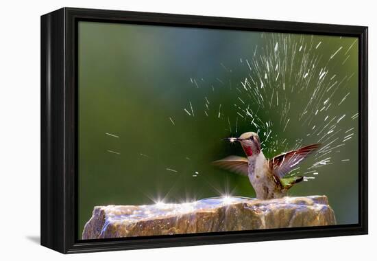 Anna's Hummingbird Taking a Shower, Santa Cruz, California, USA-Tom Norring-Framed Premier Image Canvas