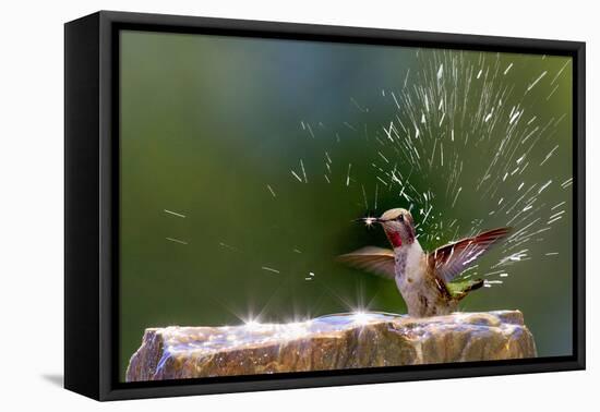 Anna's Hummingbird Taking a Shower, Santa Cruz, California, USA-Tom Norring-Framed Premier Image Canvas