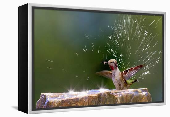 Anna's Hummingbird Taking a Shower, Santa Cruz, California, USA-Tom Norring-Framed Premier Image Canvas