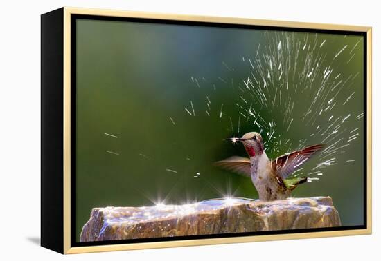 Anna's Hummingbird Taking a Shower, Santa Cruz, California, USA-Tom Norring-Framed Premier Image Canvas