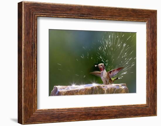 Anna's Hummingbird Taking a Shower, Santa Cruz, California, USA-Tom Norring-Framed Photographic Print