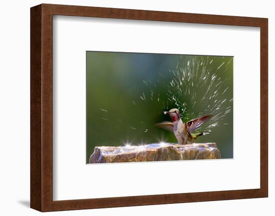 Anna's Hummingbird Taking a Shower, Santa Cruz, California, USA-Tom Norring-Framed Photographic Print