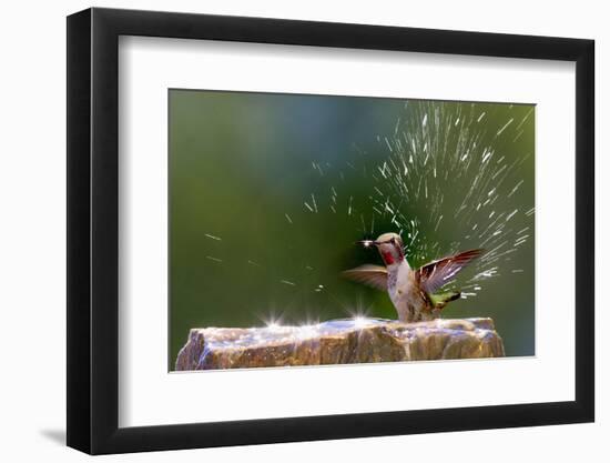 Anna's Hummingbird Taking a Shower, Santa Cruz, California, USA-Tom Norring-Framed Photographic Print