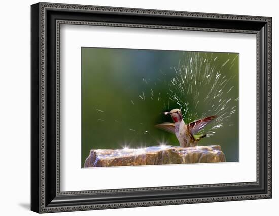 Anna's Hummingbird Taking a Shower, Santa Cruz, California, USA-Tom Norring-Framed Photographic Print