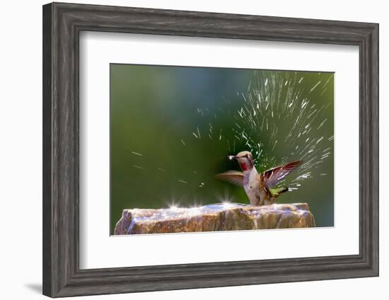 Anna's Hummingbird Taking a Shower, Santa Cruz, California, USA-Tom Norring-Framed Premium Photographic Print