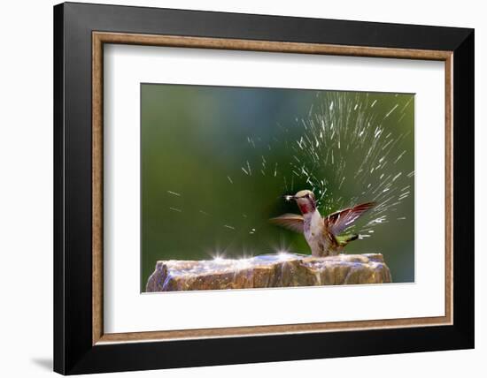 Anna's Hummingbird Taking a Shower, Santa Cruz, California, USA-Tom Norring-Framed Premium Photographic Print